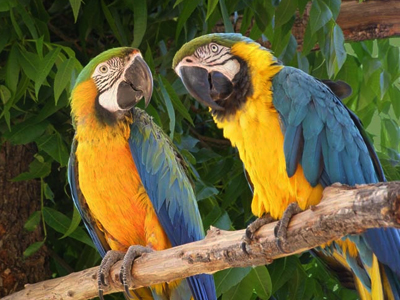 Macaws