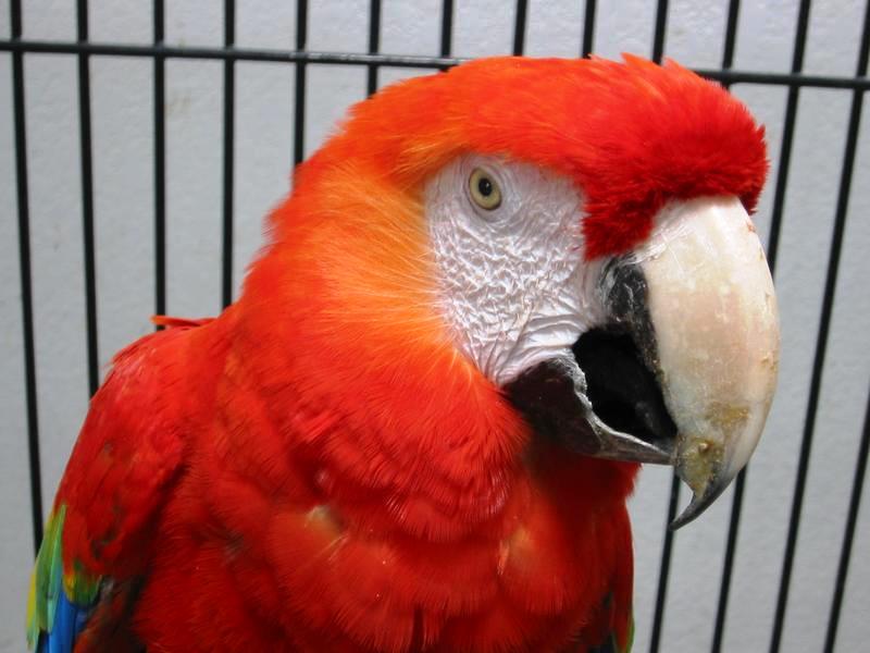 Phillipe Macaw