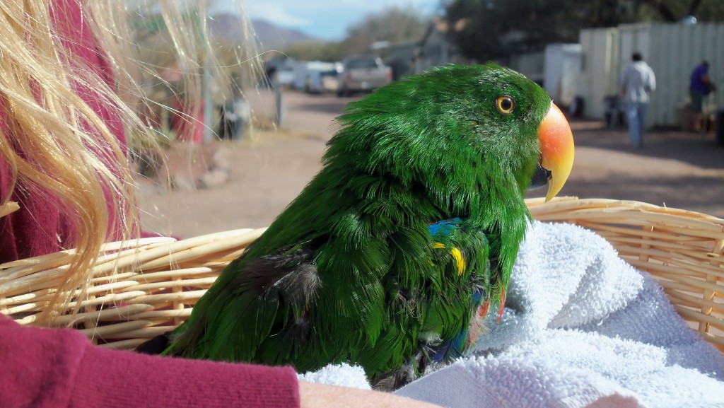 Pong3_atXmasFair_20101205