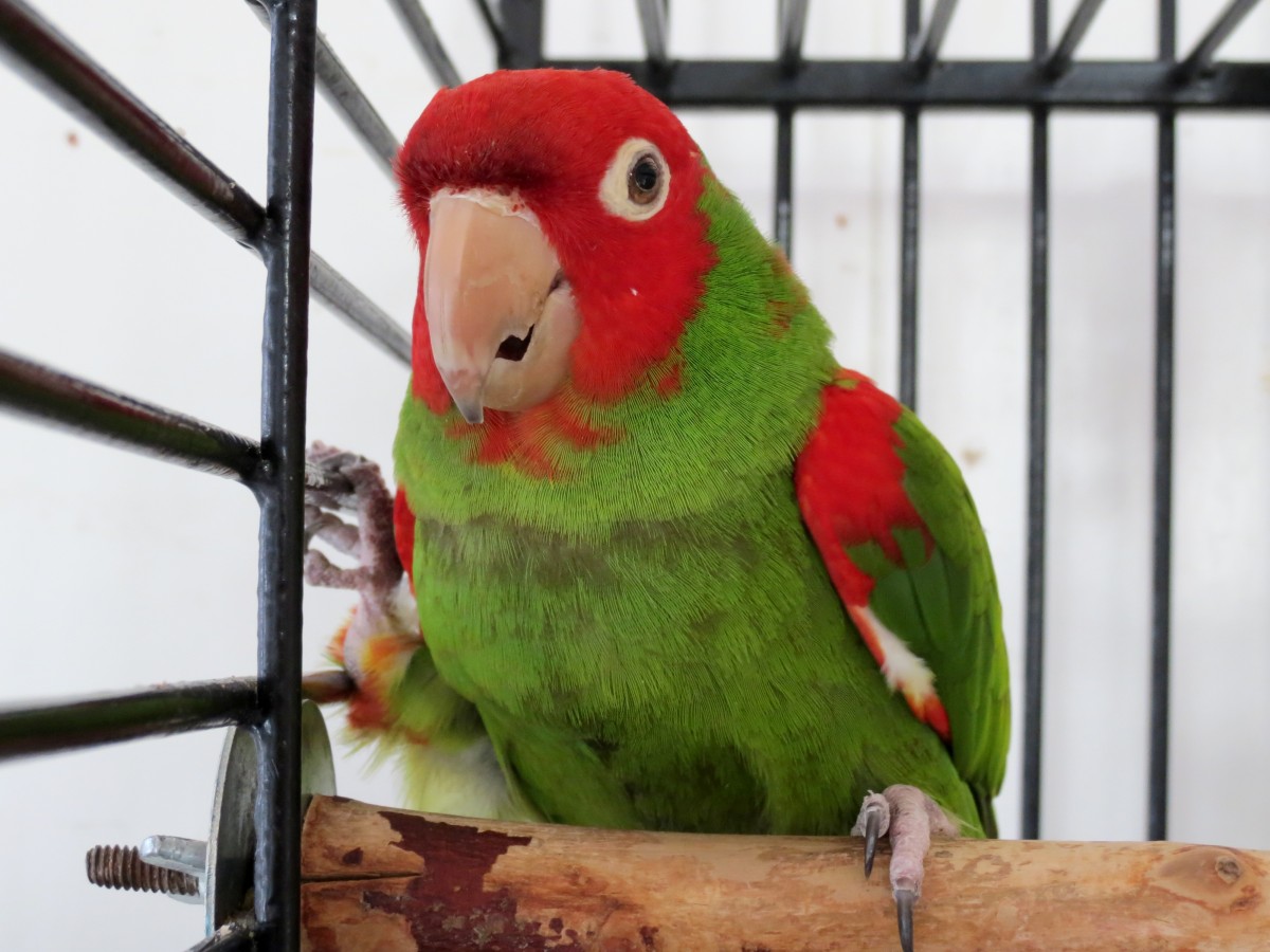 SF Conures Mingus3