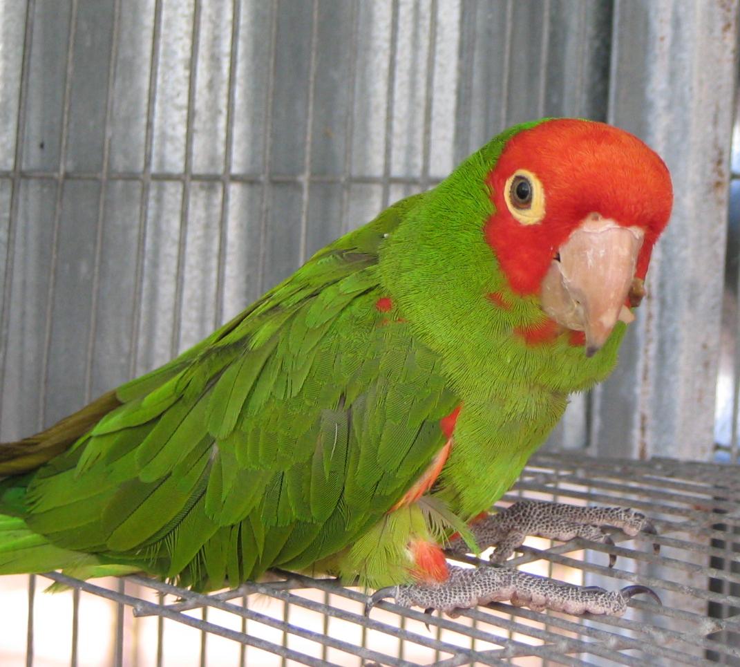 The San Francisco Cherry-Headed Conures