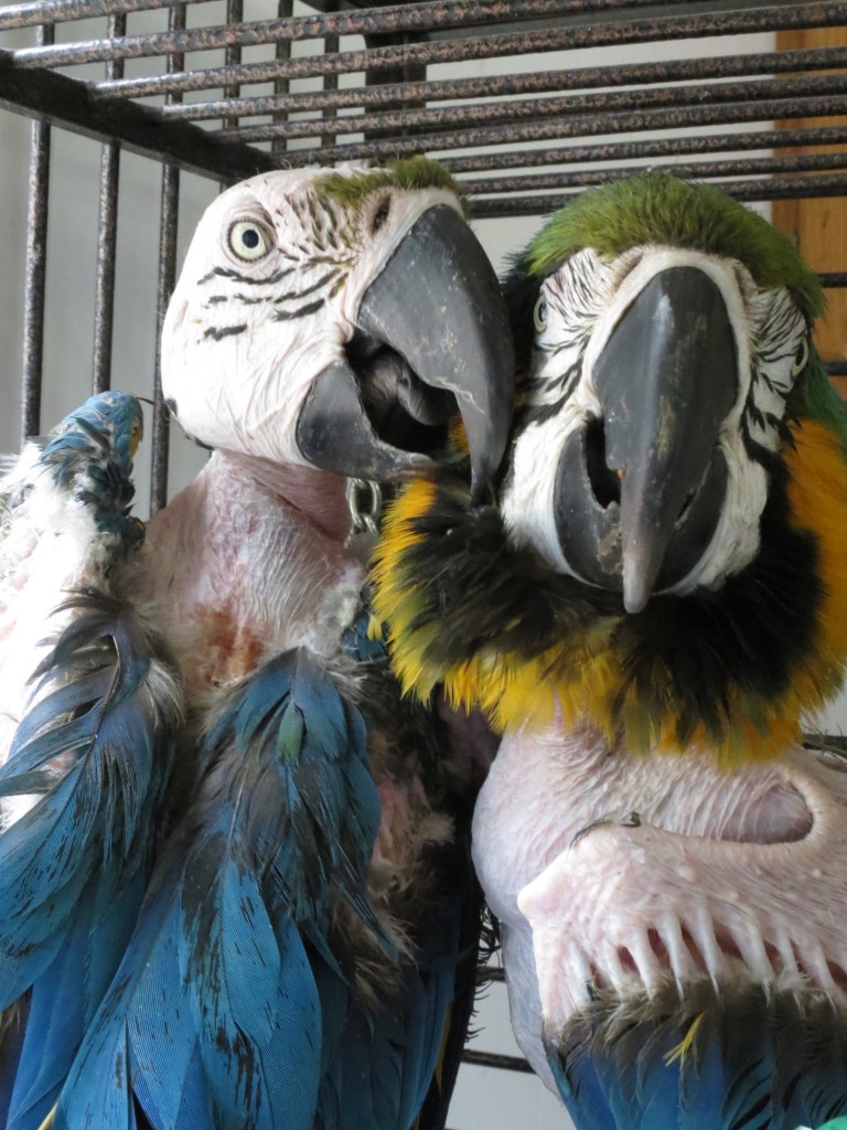 Tiki&Joey1_today2015