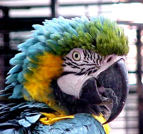 Tiki Arrival In 1997