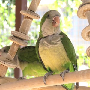 Verde Birdie