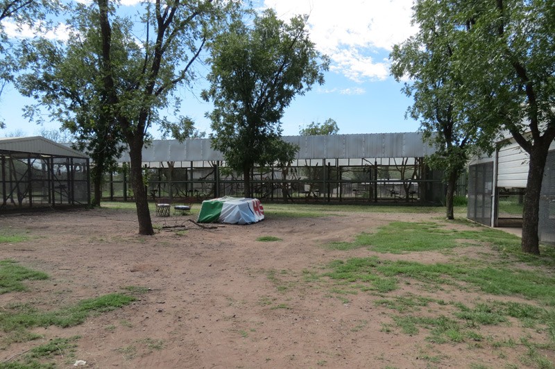 2-Macaws_girls_quad1