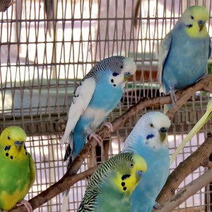 Budgie