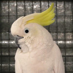 CH (Charlie’s Honey)