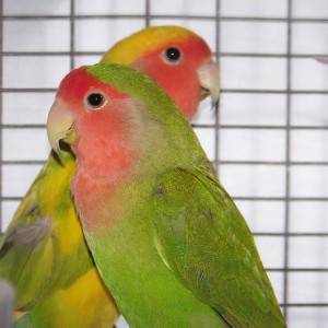 Lovebird
