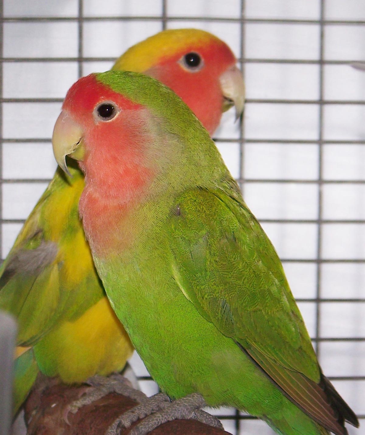 Lovebirds