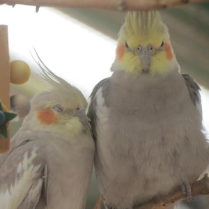 Cockatiel