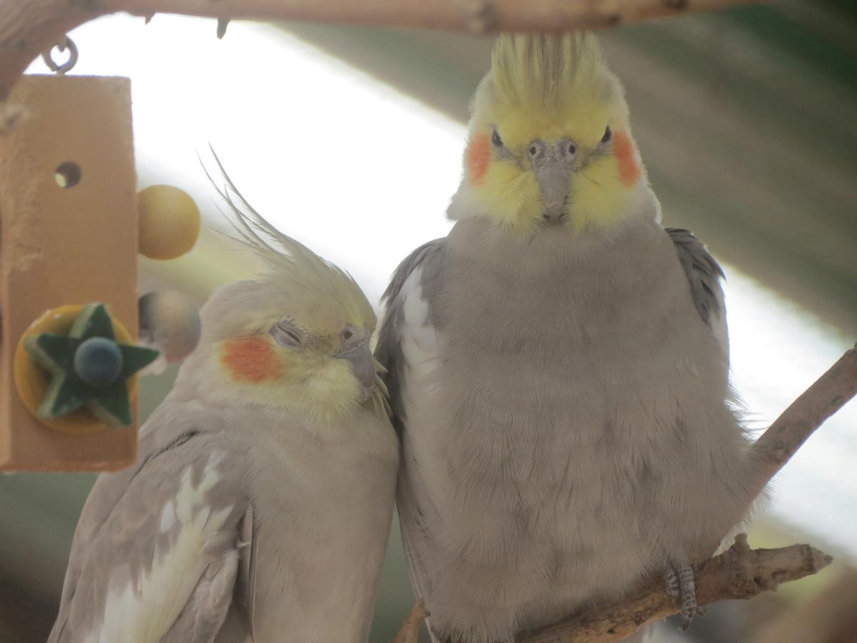 Cockatiel