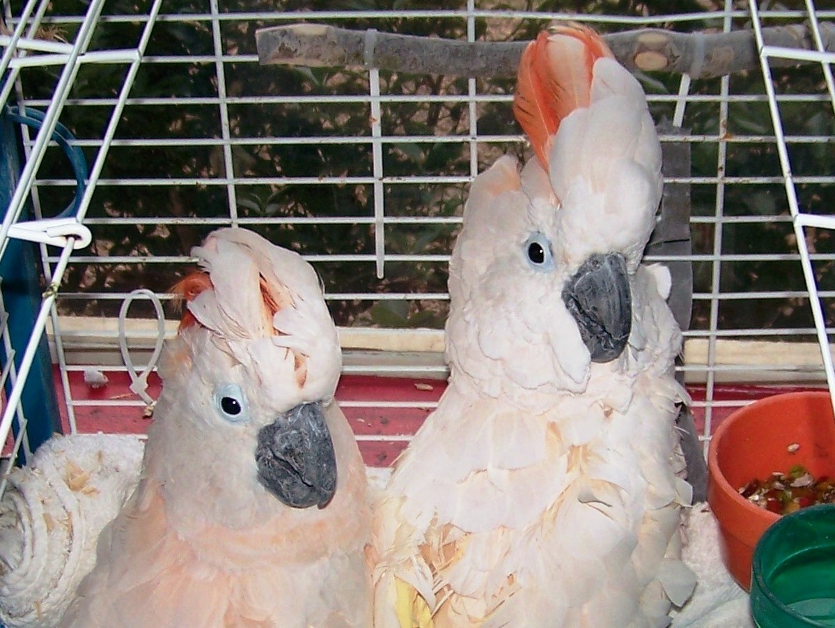 Andreas & Snowey  – Two Cockatoo Boys