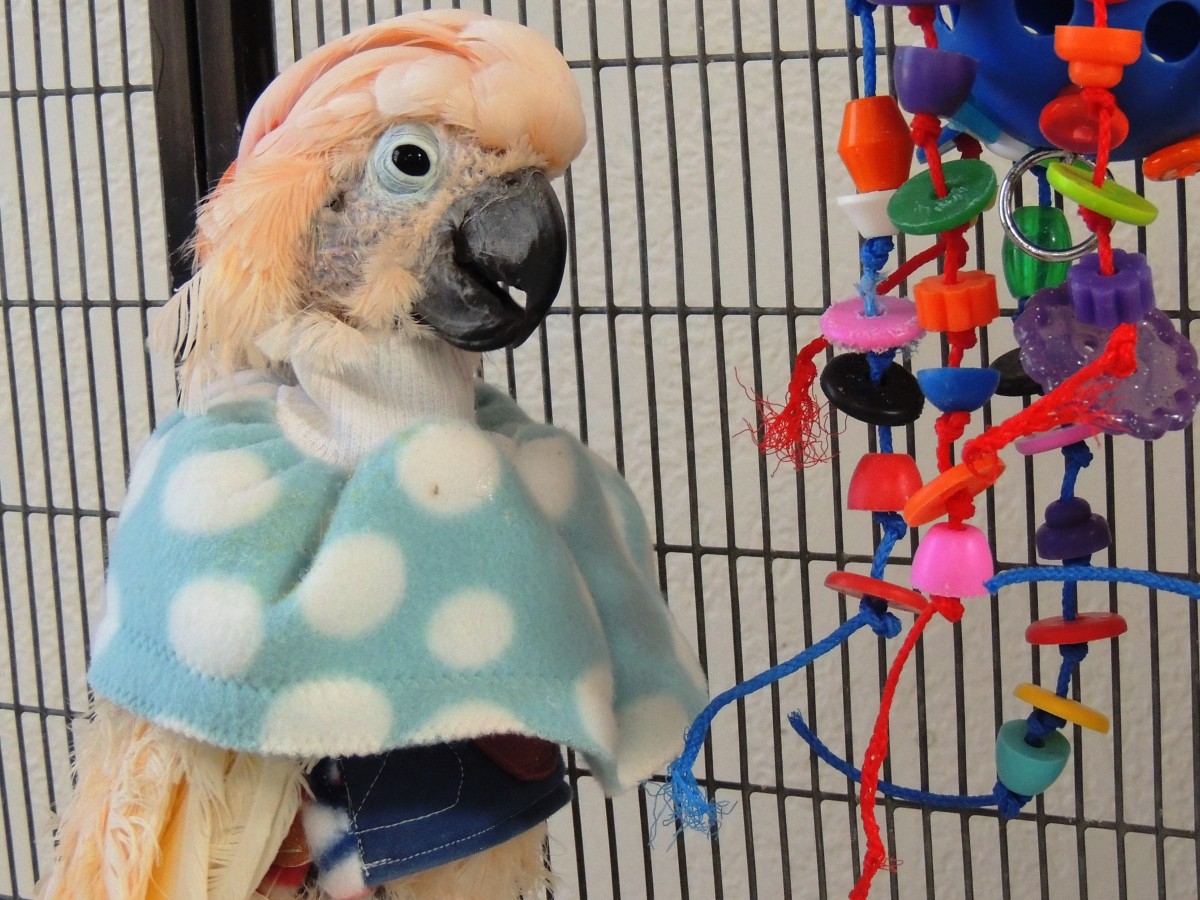 BJ Our HERO, Fly Free Forever