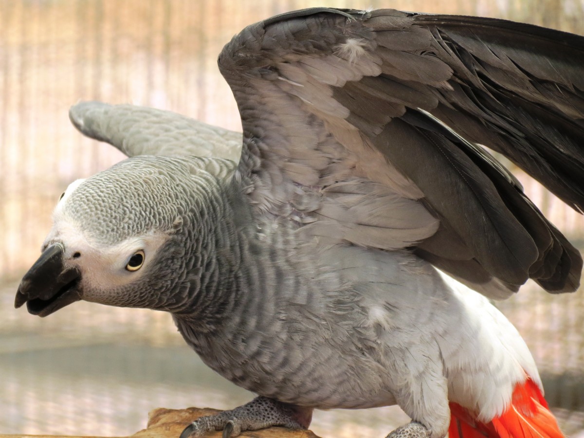 Boodah The African Grey