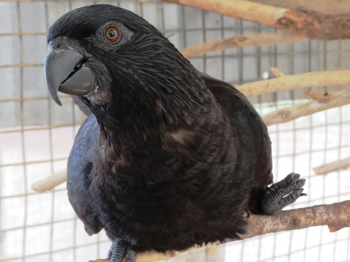 OPHELIA…a Black Beauty