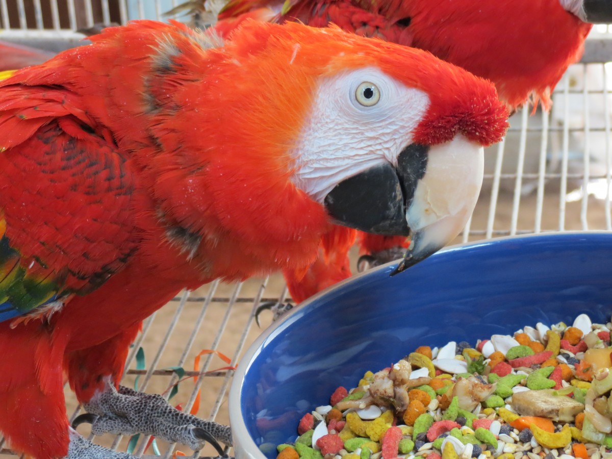 A Red Bird Named Redbird