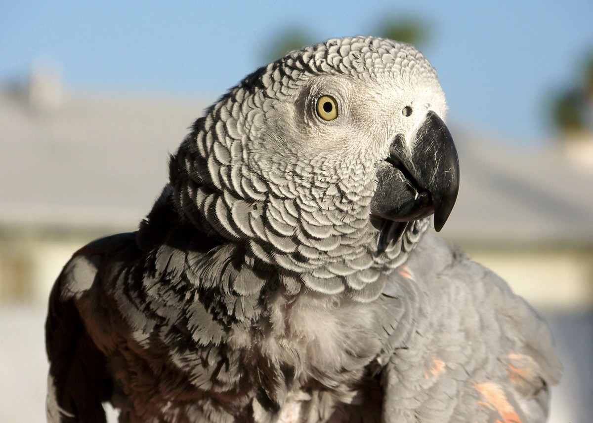 Love, Loss, Happiness – And Velcro Was Her Name