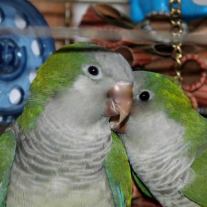 Lovey And Thurston Howell