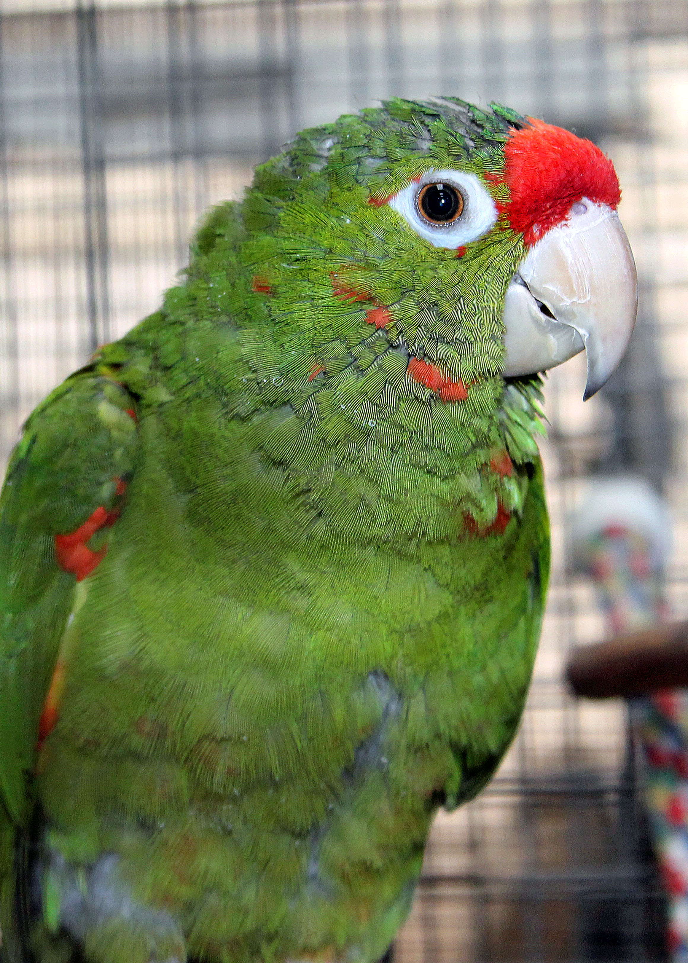Peanut Mitred Conure 2018 Cal