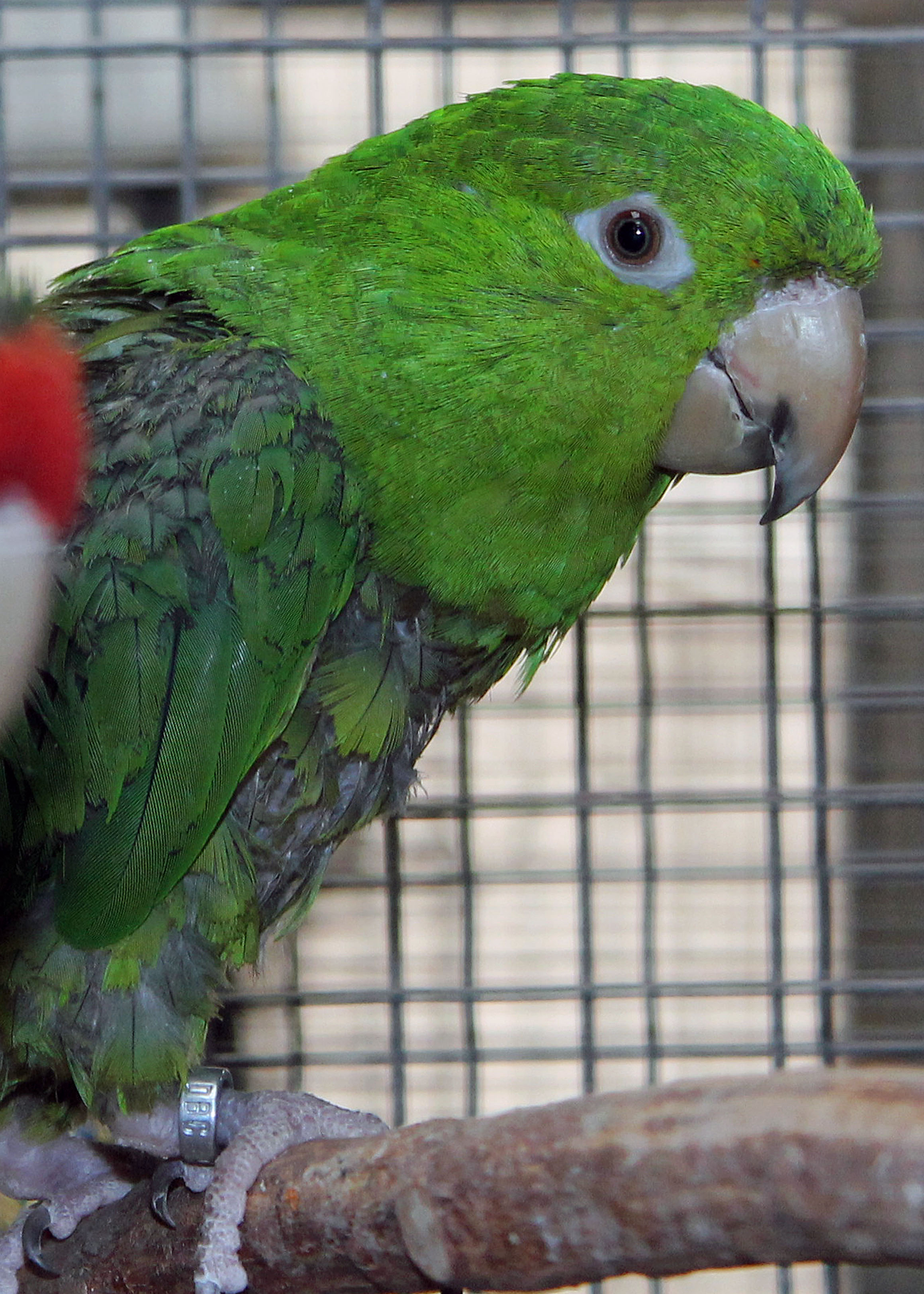 Penny Hispaniolan Conure 2018 Cal