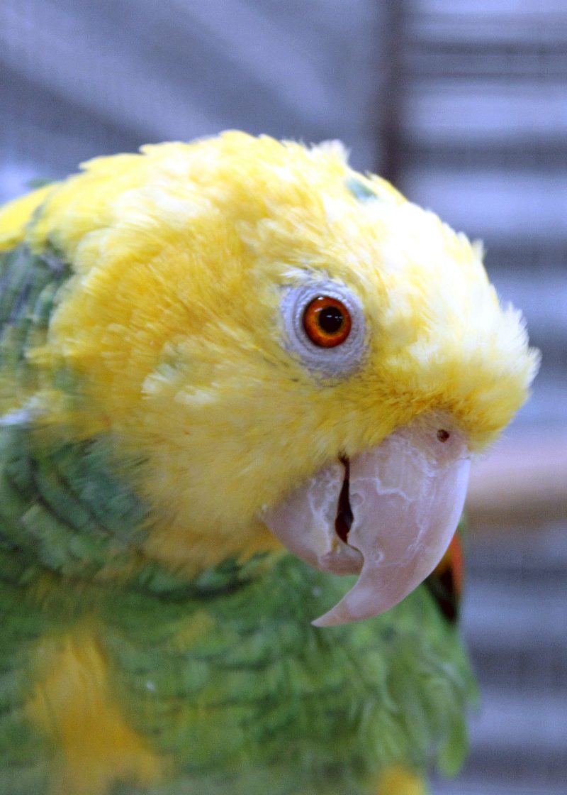 Roy Adams 2018 3 Cal (1)