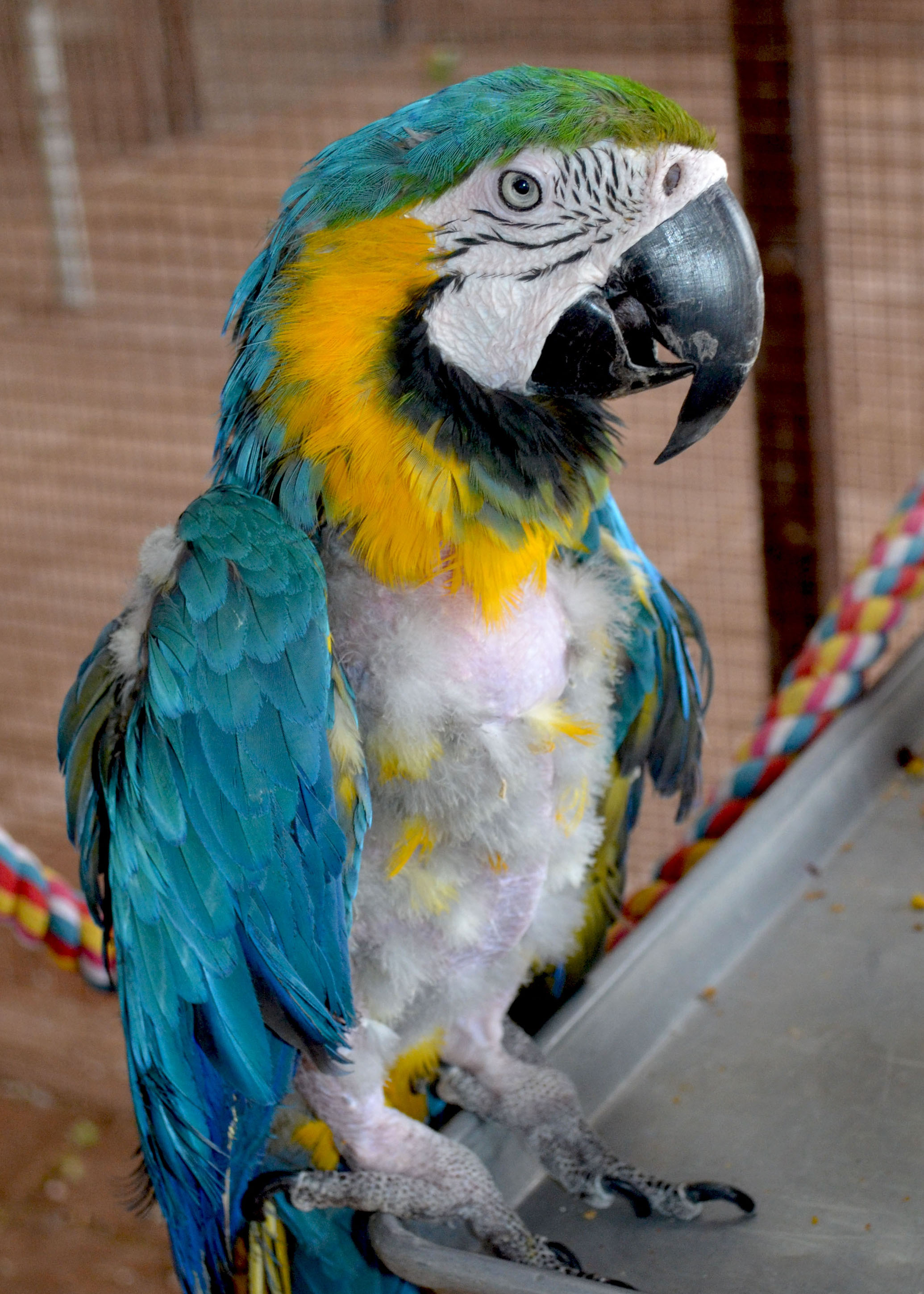 Hankey Thoms, B & G 2021