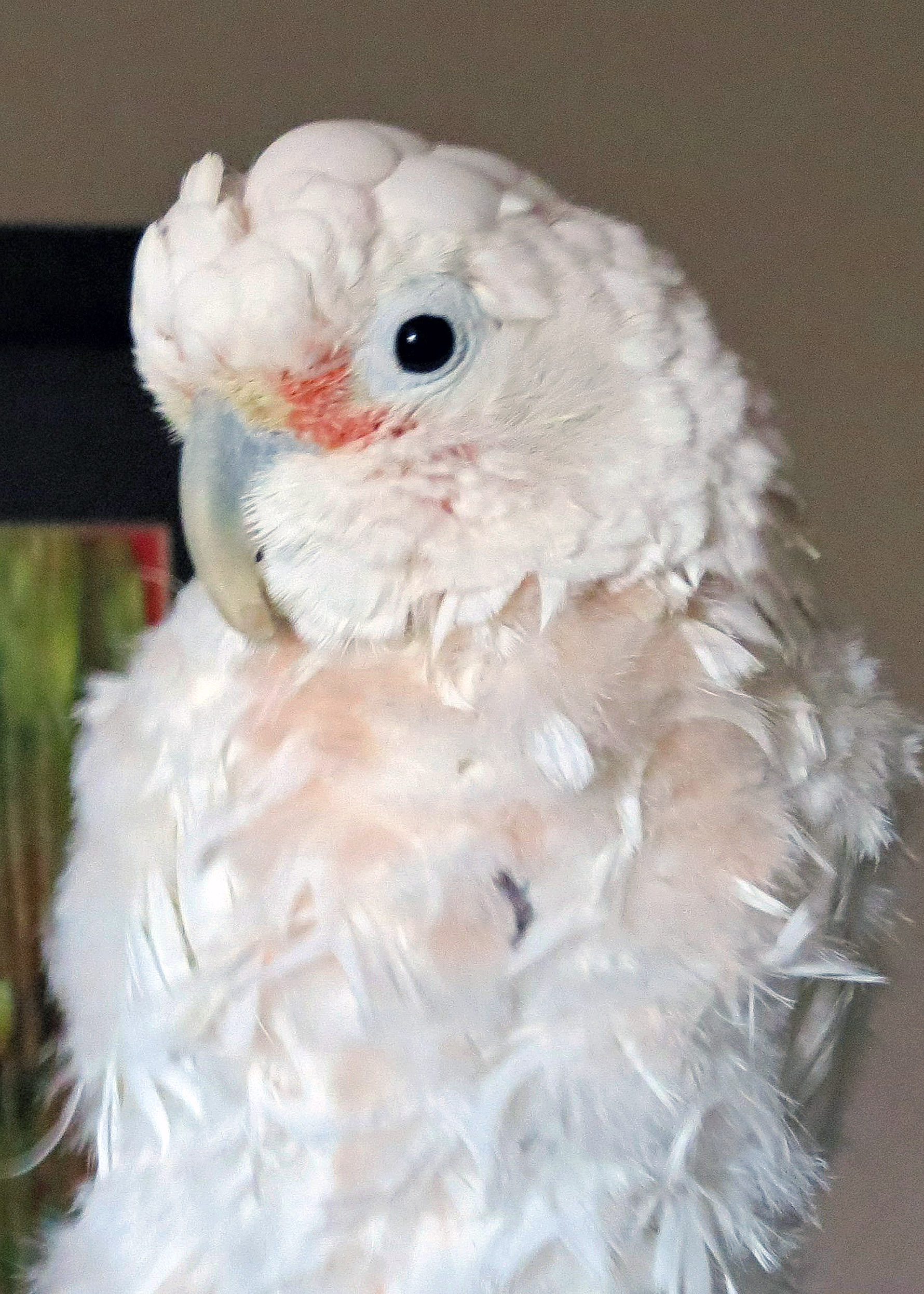 Zigzag Goffin’s 2021