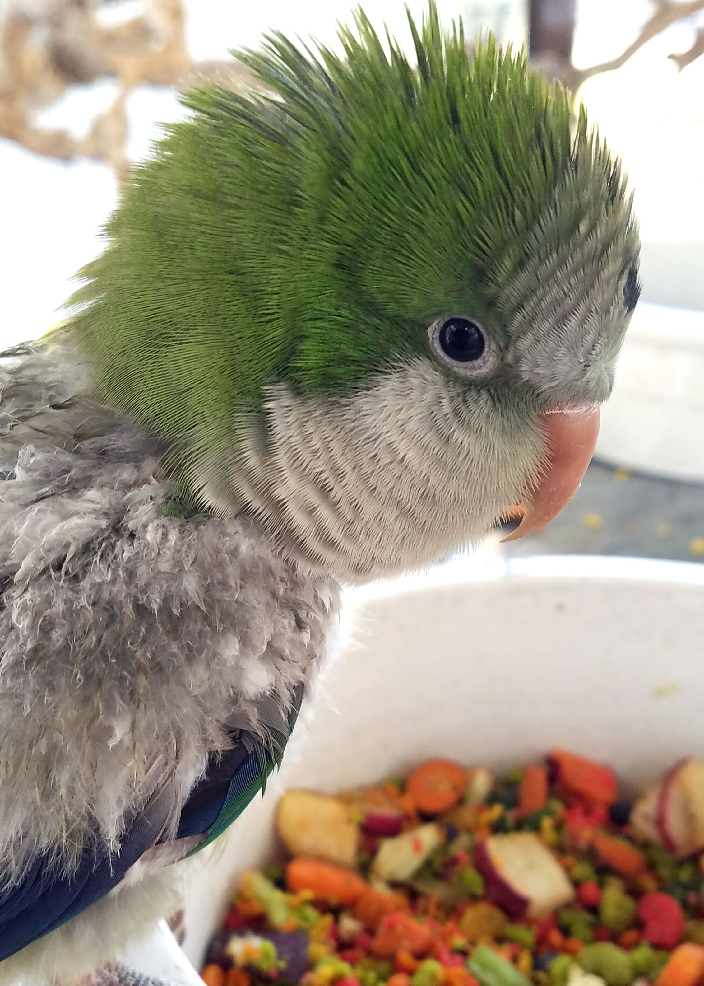 Bogie QP 2021 1024 3