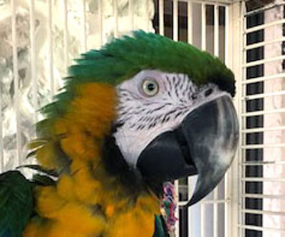 Lena Hybid Macaw Head Shot 2022 Website
