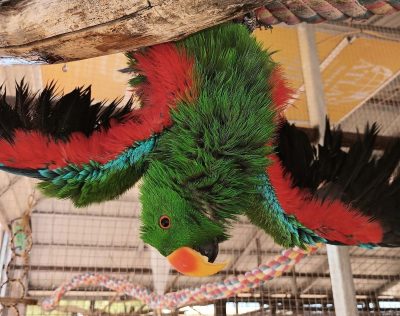 Keeping It COOL! Summer Online Auction